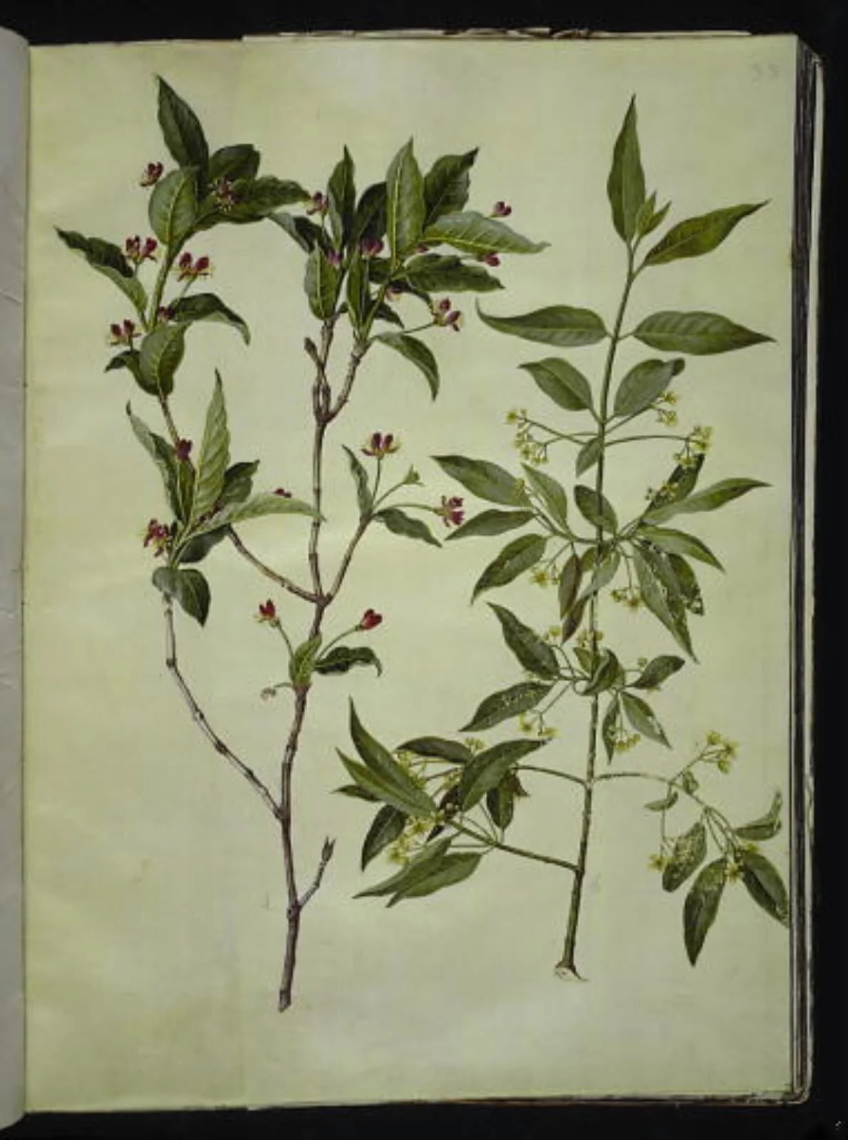 Lonicera alpigena (alpe-gedeblad); Euonymus europaeus (almindelig benved), by Unknown, unspecified, 1654
