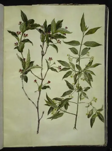 Lonicera alpigena (alpe-gedeblad); Euonymus europaeus (almindelig benved)