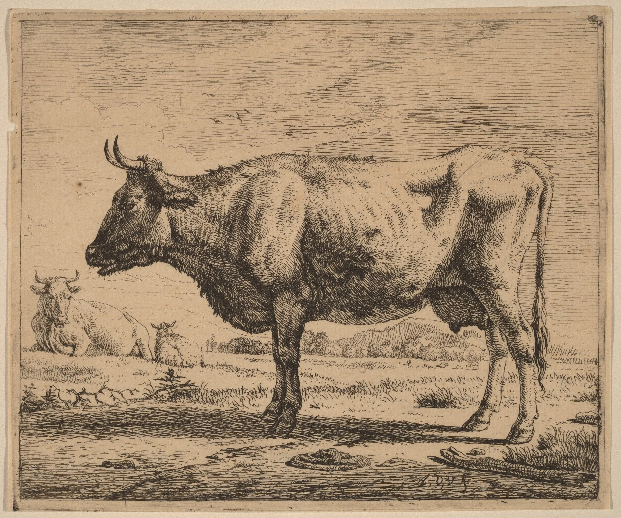 Two Cows and a Sheep, by Adriaen van de Velde, ink, 1658