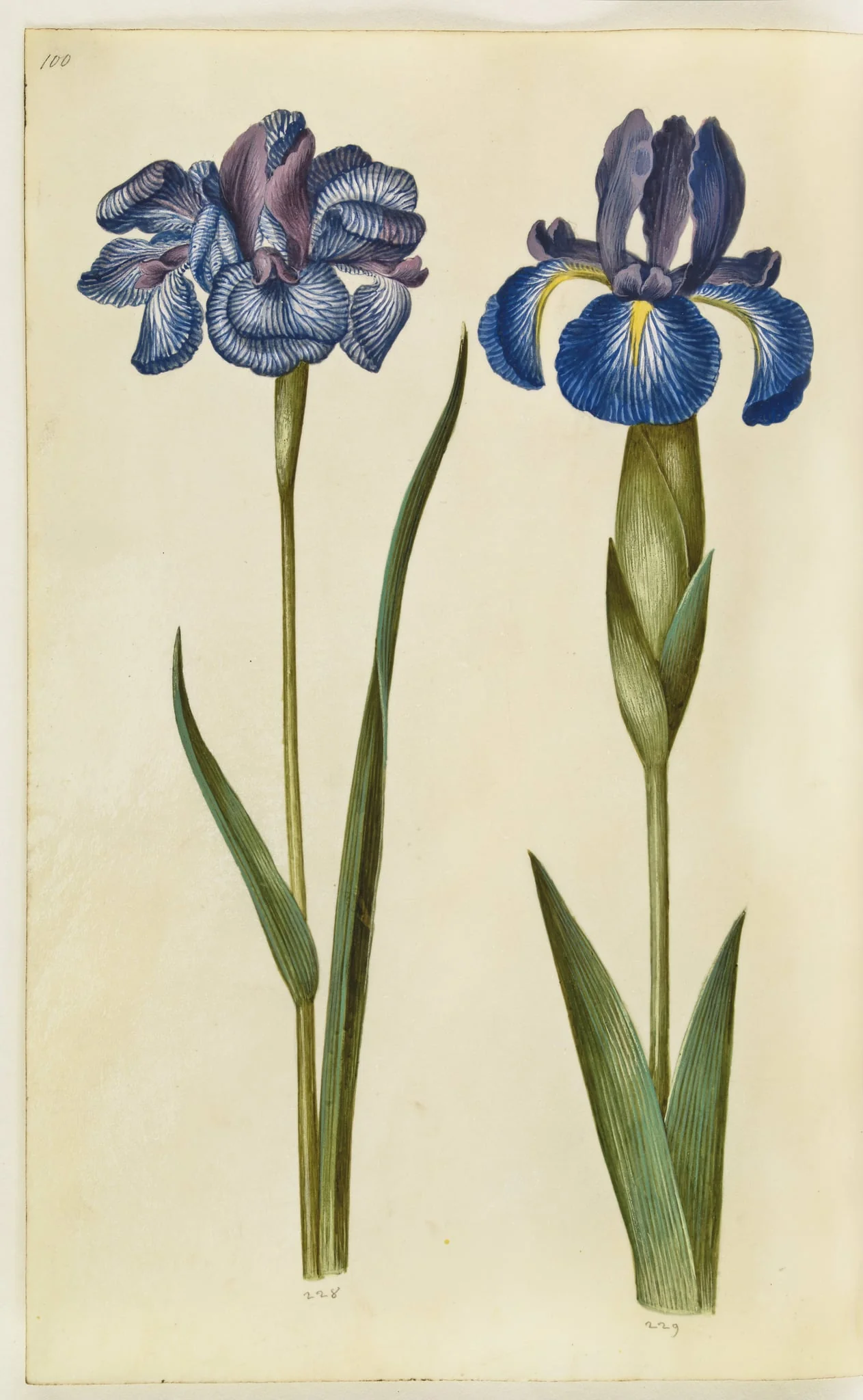 Iris sibirica (sibirisk iris); Iris latifolia (engelsk iris), by Unknown, unspecified, 1650