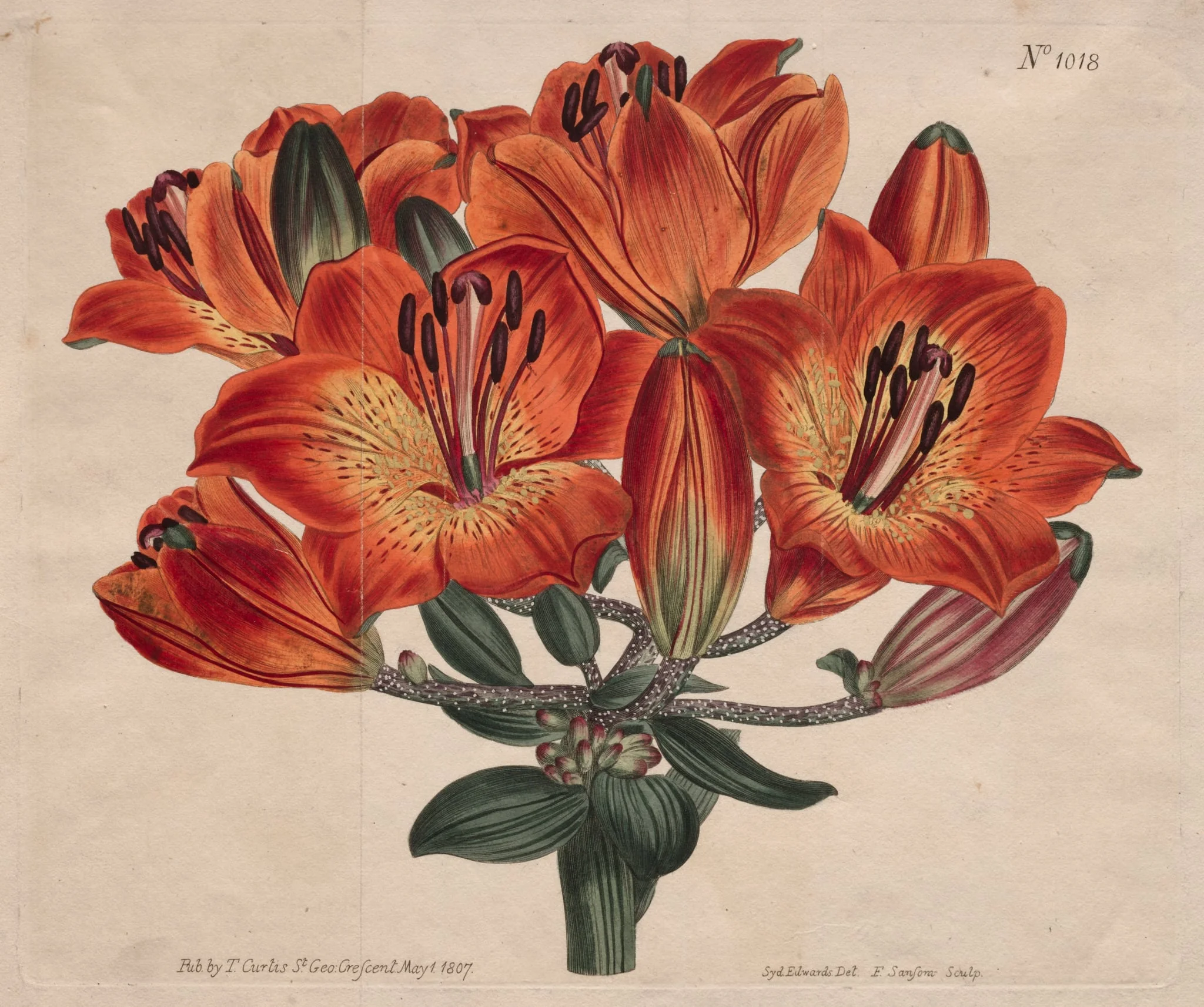 The Botanical Magazine or Flower Garden Displayed:  Umbel-Flowering Bulb-Bearing Orange-Lily, by Thomas Curtis, 1807