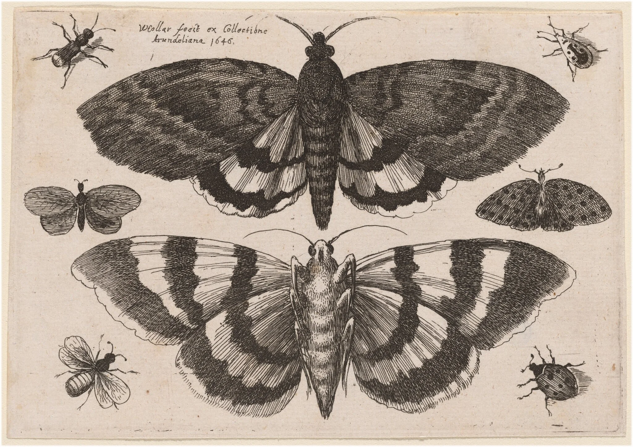 Two Moths and Six Insects, by Wenceslaus Hollar, ink, 1646