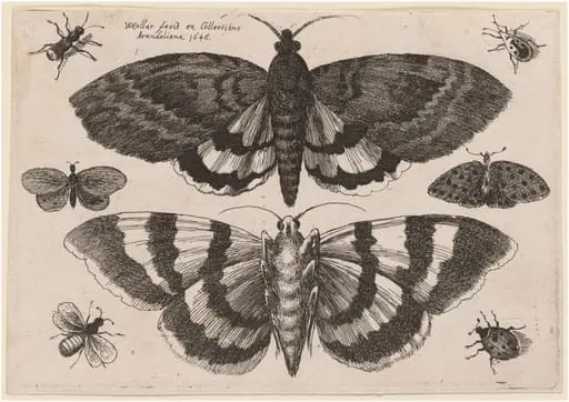 Two Moths and Six Insects