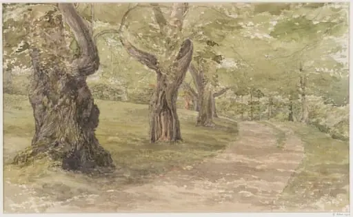 Study of Trees