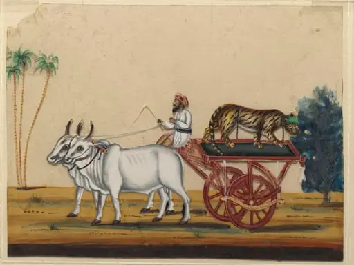 A bullock cart carrying a cheetah.
