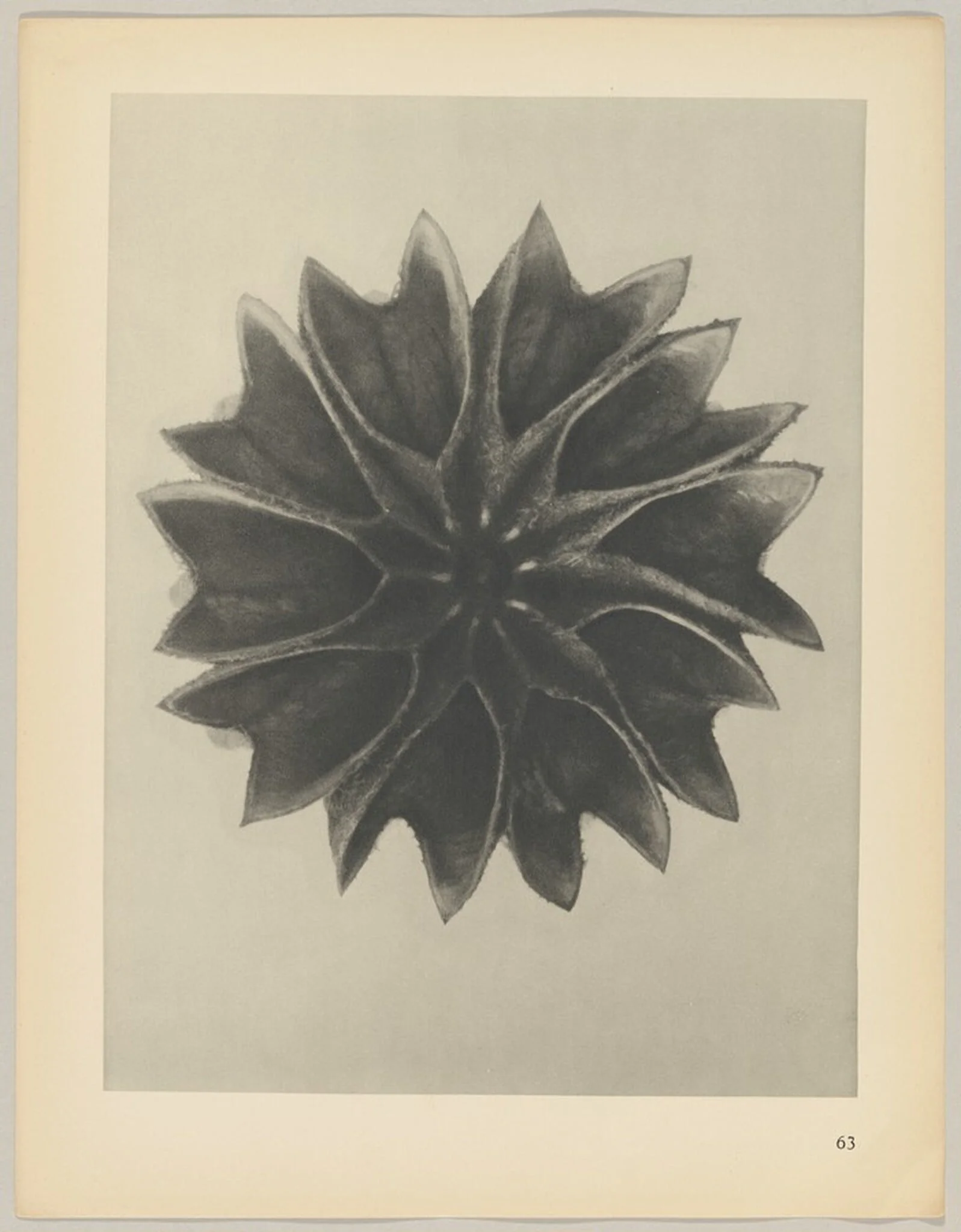 Abutilon, by Karl Blossfeldt, 1928