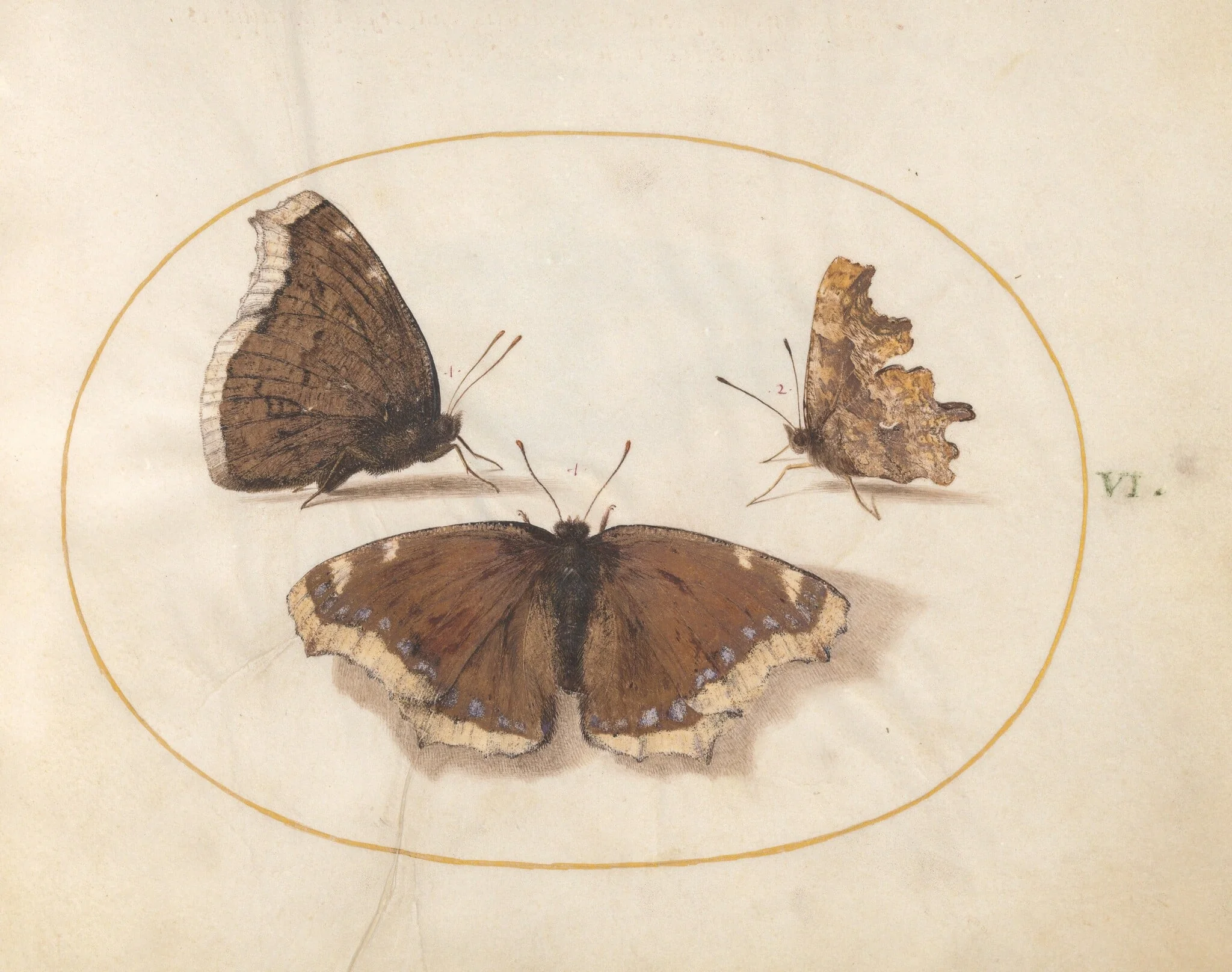 Plate 6: Two Views of a Mourning Cloak (Camberwell Beauty) Butterfly with a Comma Butterfly, by Joris Hoefnagel, gouache, 1594