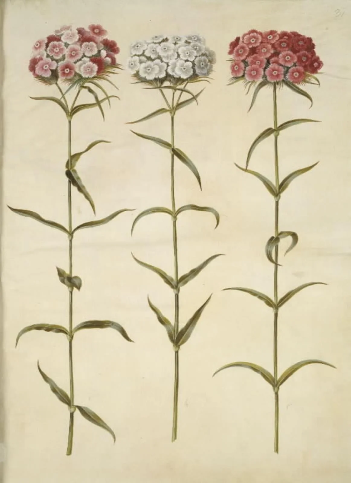 Dianthus barbatus (studenter-nellike), by Unknown, unspecified, 1654
