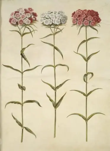 Dianthus barbatus (studenter-nellike)