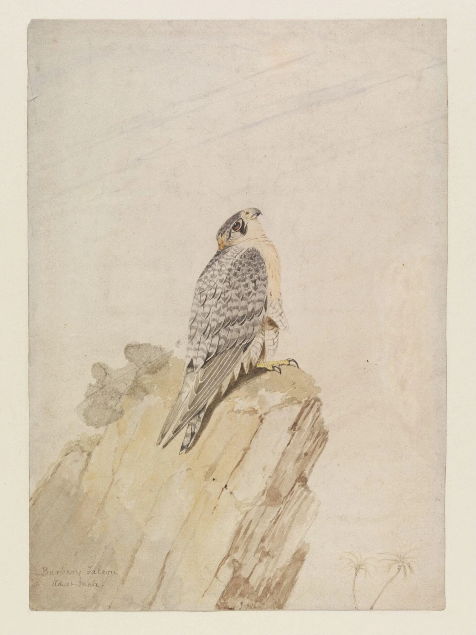 Barbary Falcon - Adult male, by William Brodrick, watercolor, 1872