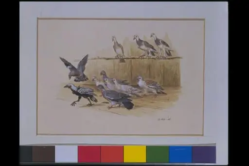Aesop's Fables