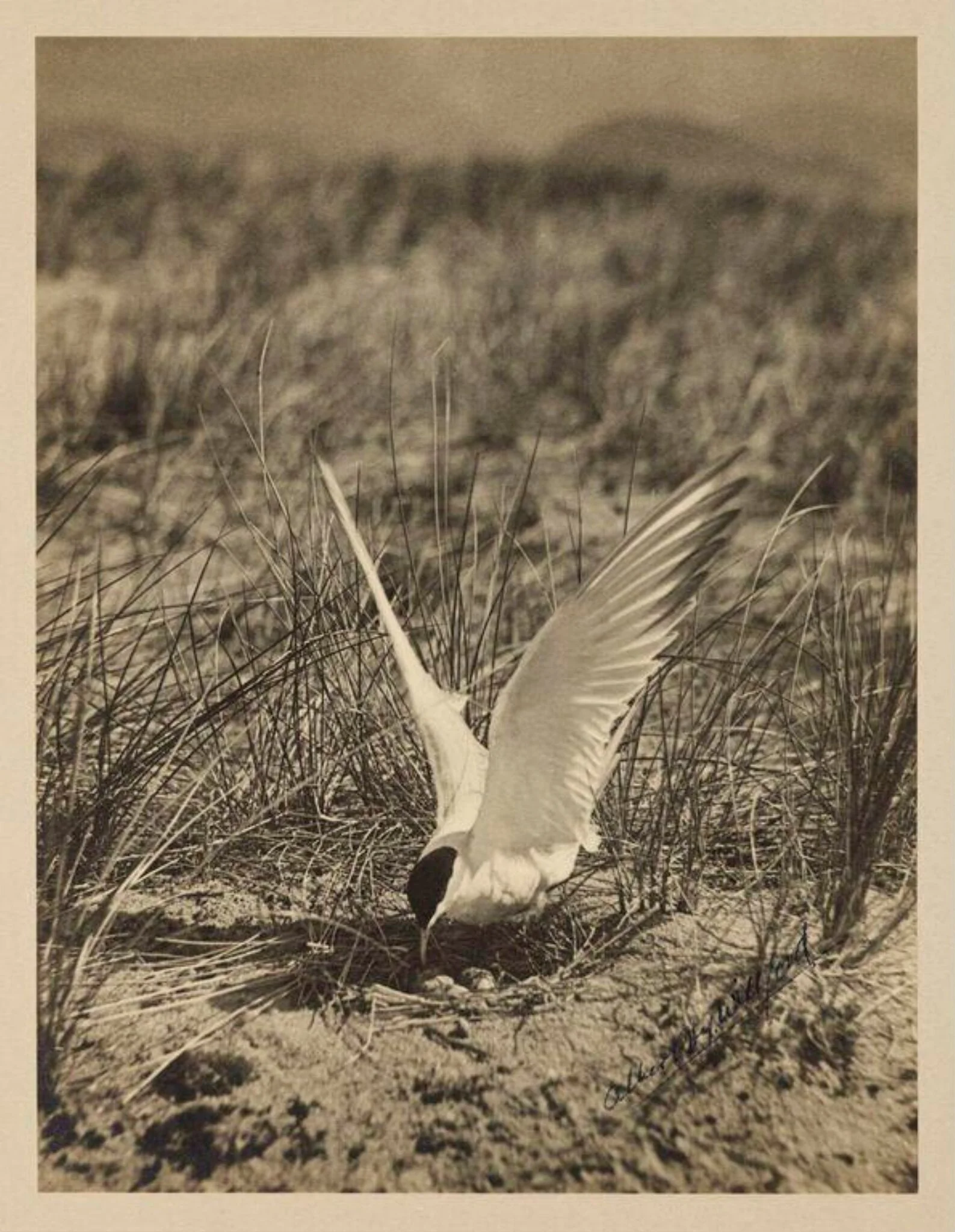 Common Tern, by Zoological Photographic Club, photographic