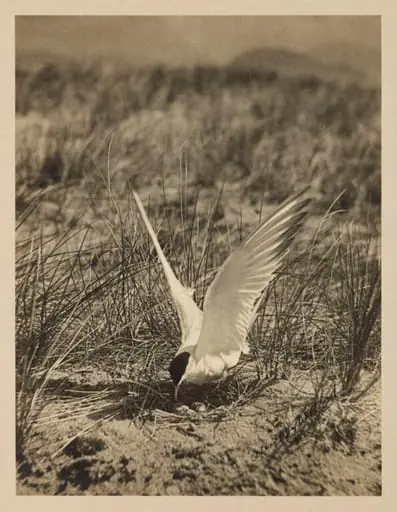 Common Tern