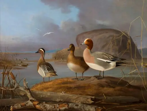 Haapanapari ja heinätavikoiras