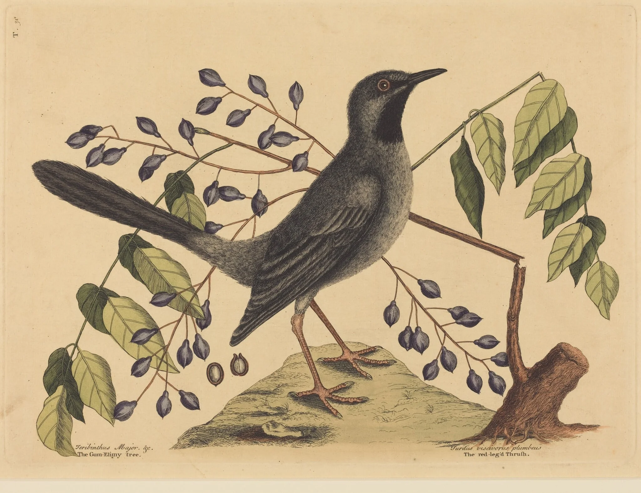 The Red Legged Thrush (Turdus plumbeus), by Mark Catesby, ink, 1737