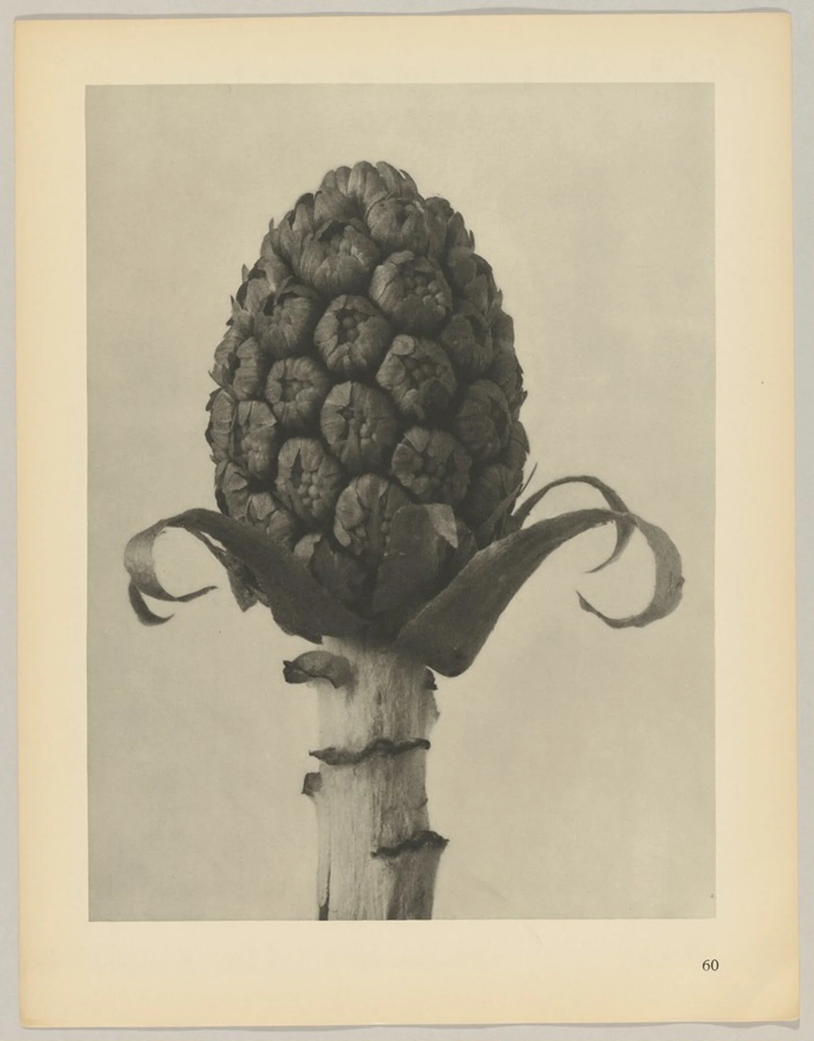 Petasites officinalis