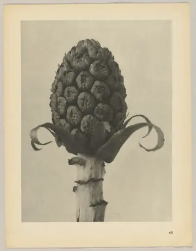 Petasites officinalis