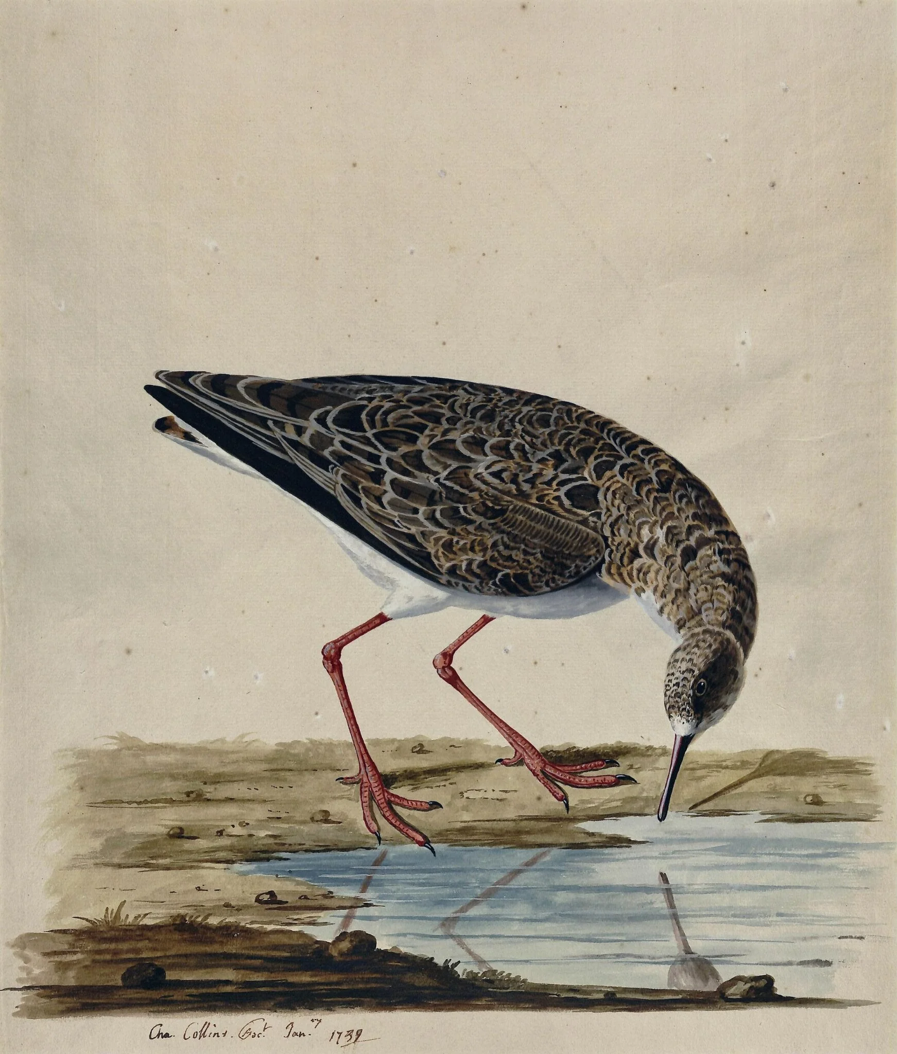 A Curlew Sandpiper, by Charles Collins, watercolor, 1739