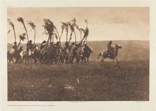Portfolio VI, Plate 205: Bringing the Sweat-Lodge Willows - Piegan