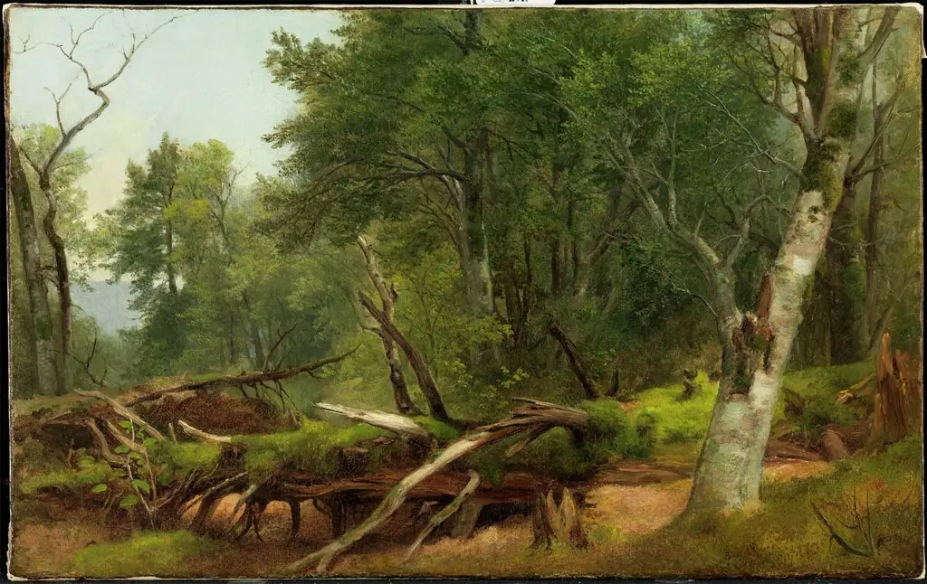 Forest Scene in the Catskills