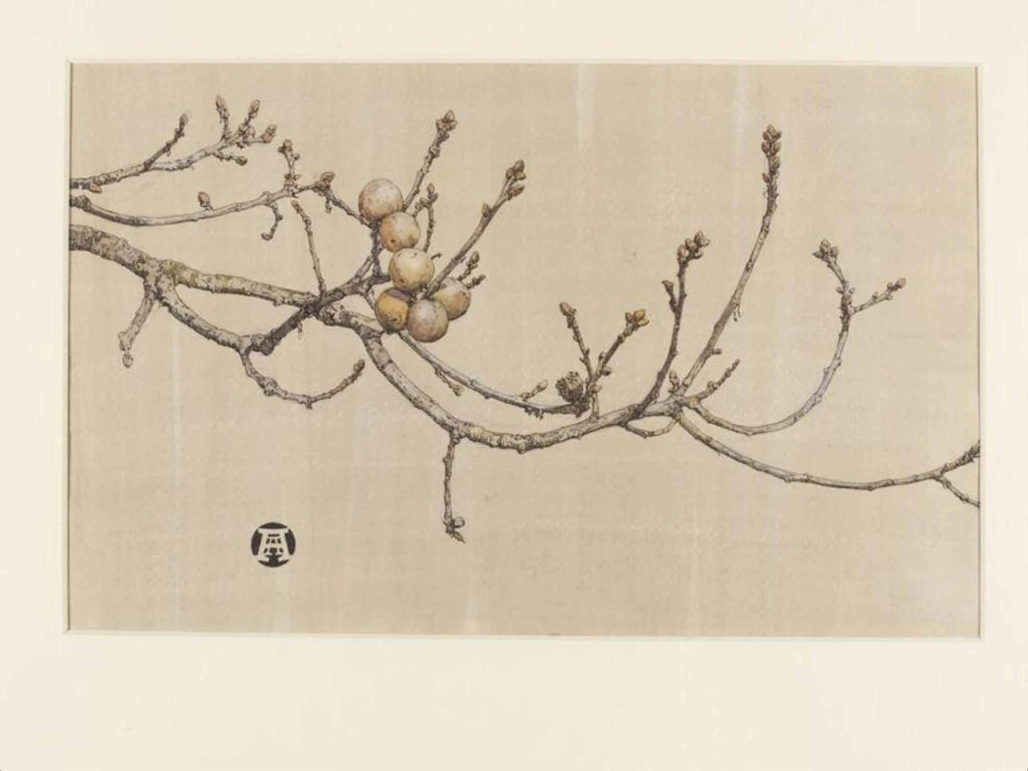 Oak apples, by Anna Airy, watercolor, 1907