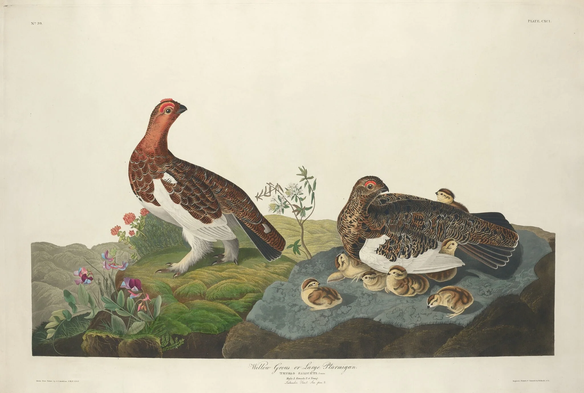 Willow Grous, by Robert Havell Jr., ink, 1834
