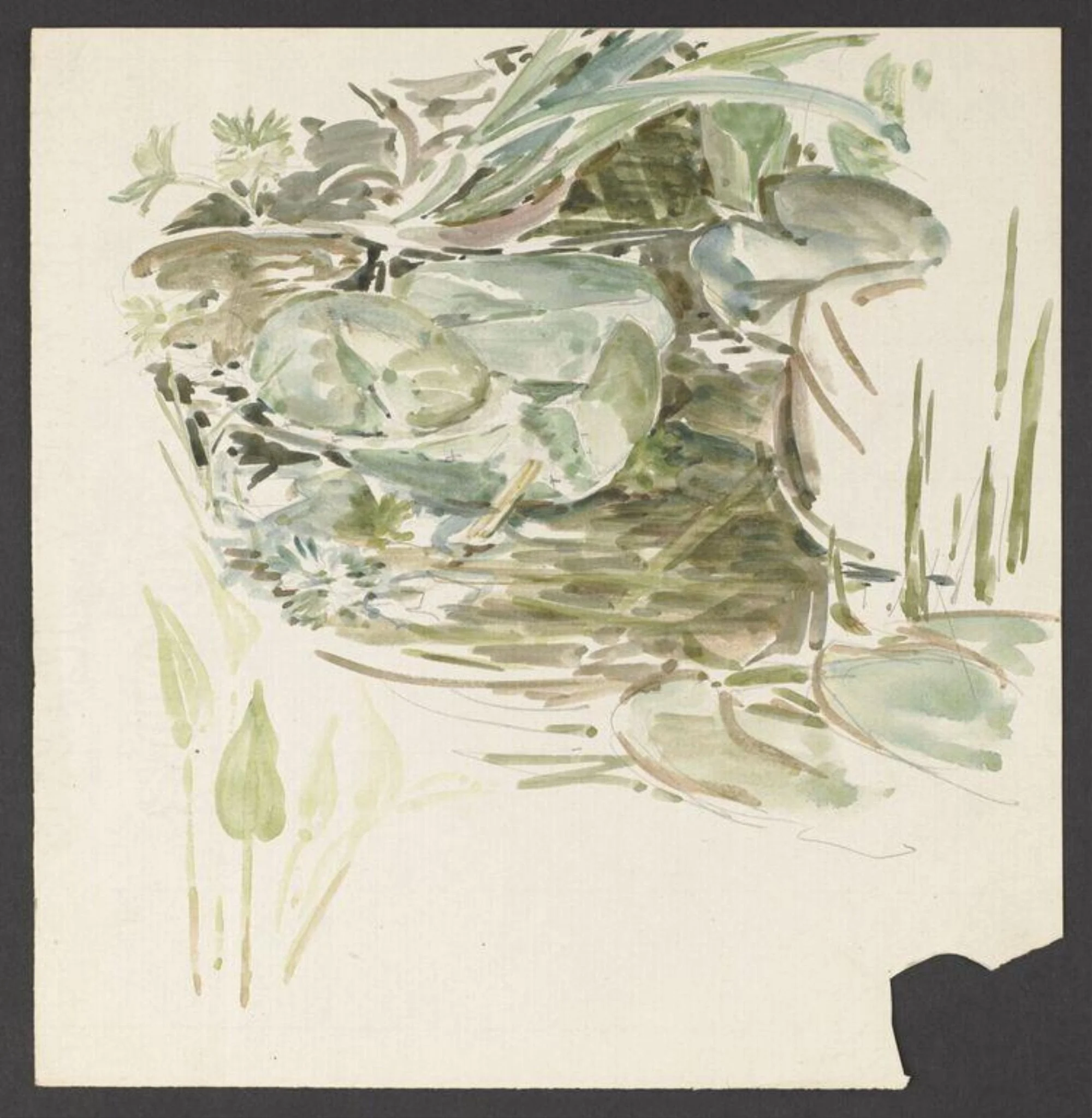 Study of waterlily leaves