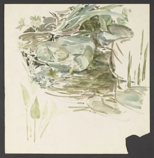 Study of waterlily leaves