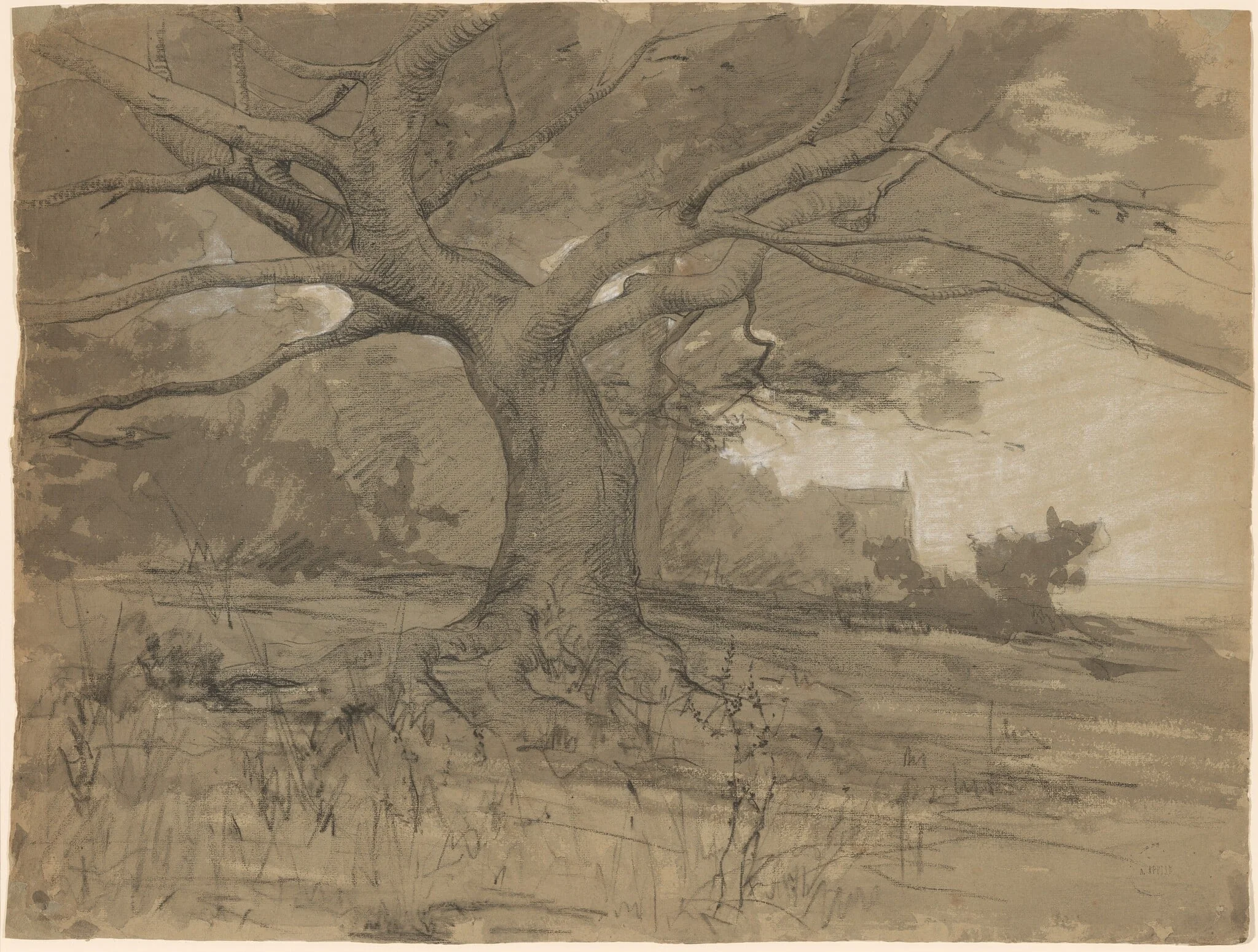 A Great Beech Tree at the Edge of a Wood