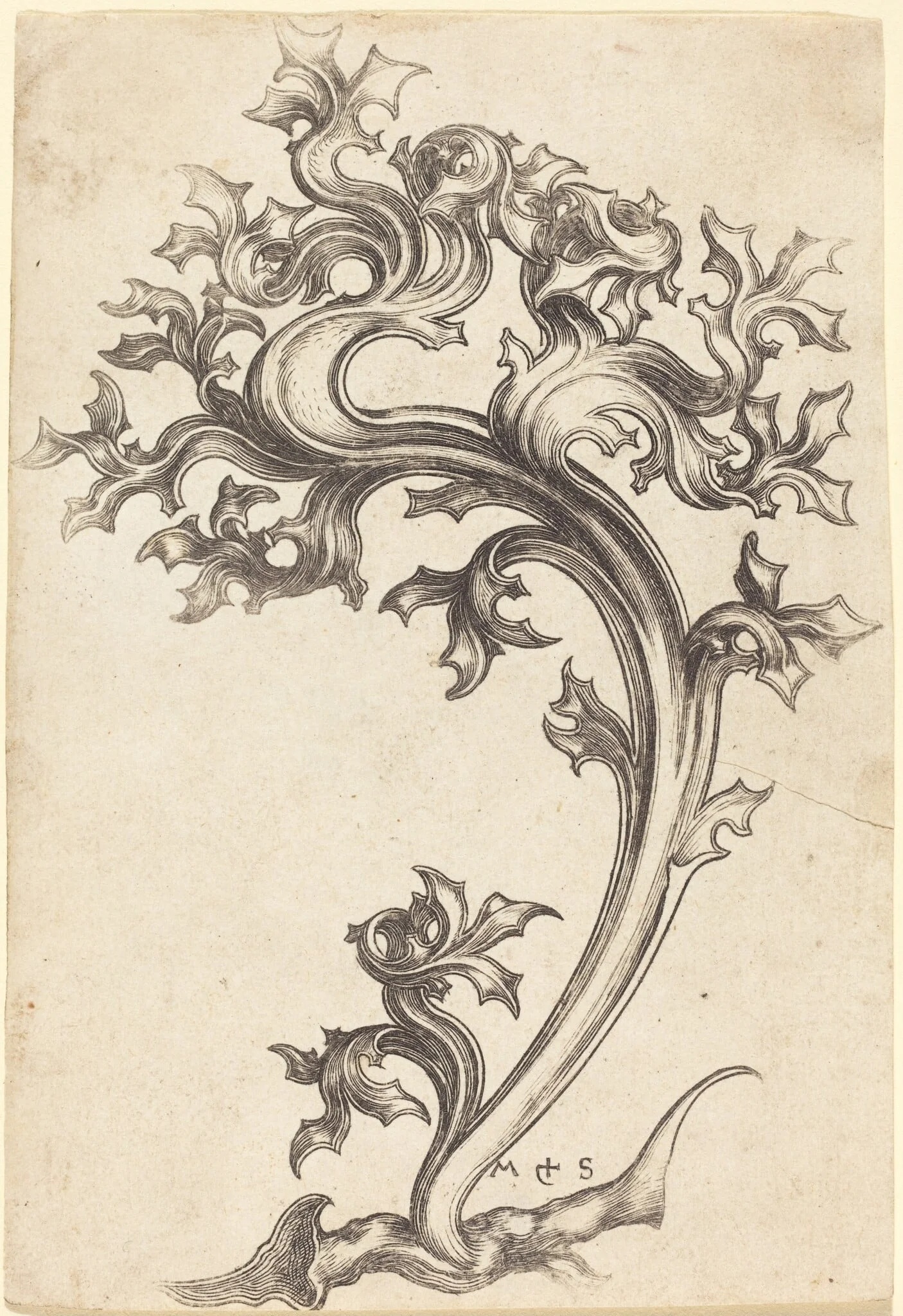 Thistle Ornament, by Martin Schongauer, ink, 1470