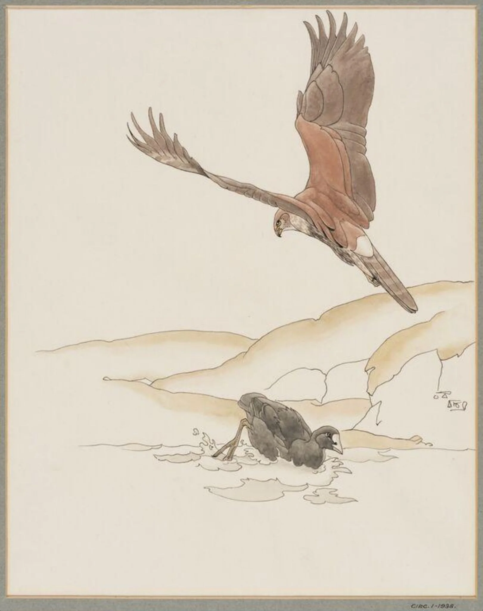 Montagu's Harrier and Boot, by Talbot Kelly, watercolor