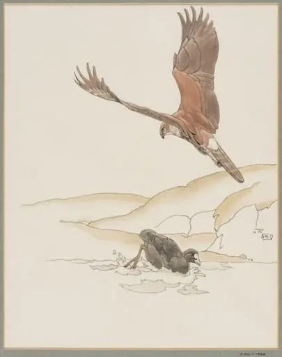 Montagu's Harrier and Boot