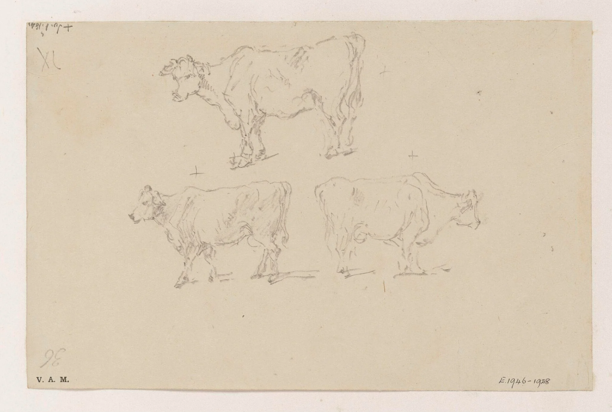 Three cows, by George Chinnery, 4