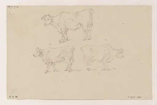 Three cows