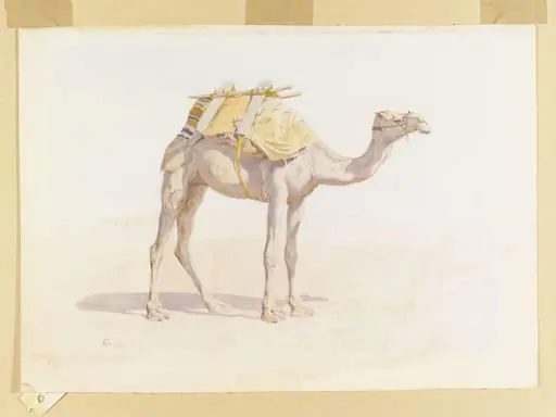 Baggage Camel