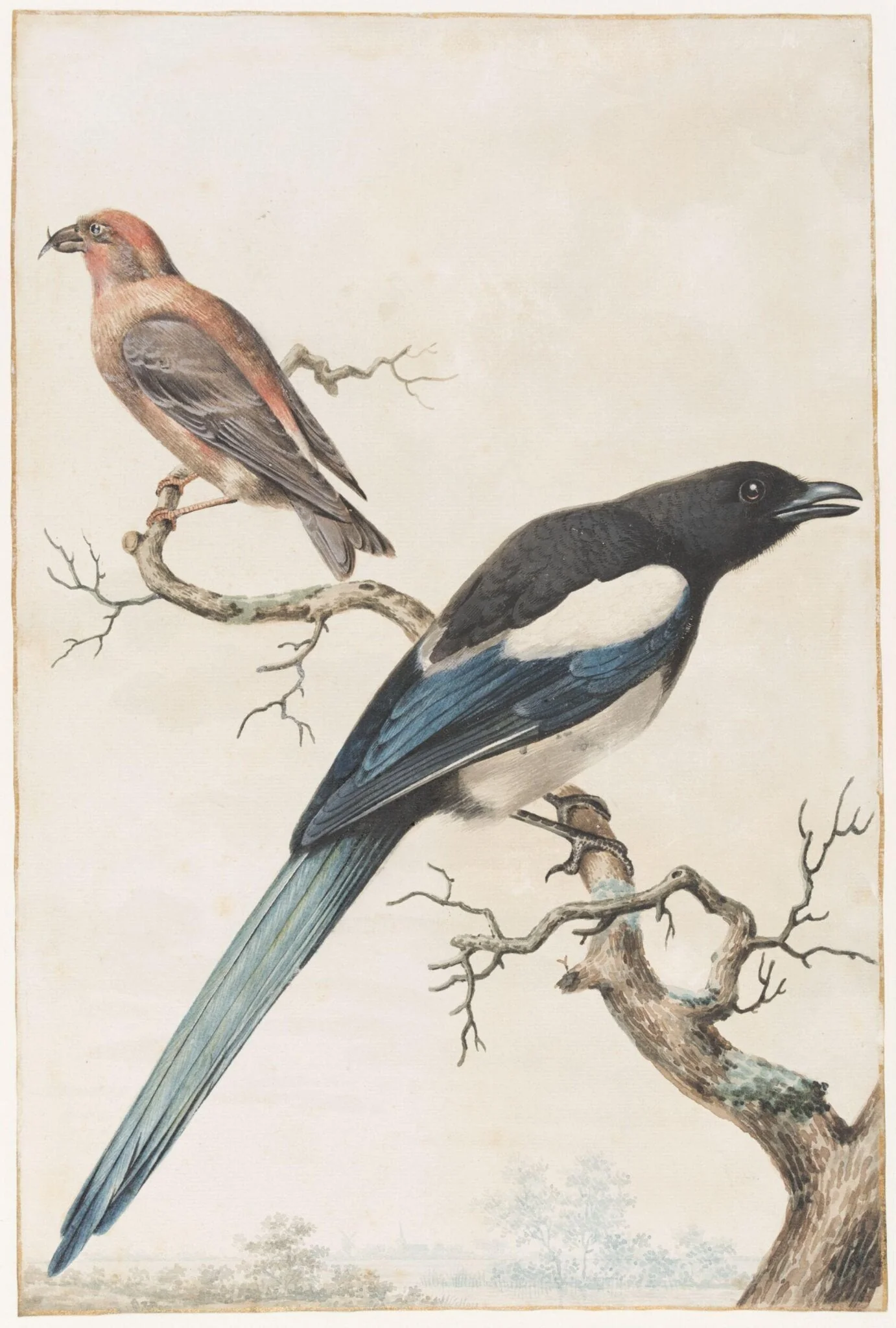 Male Crossbill and a Female Magpie