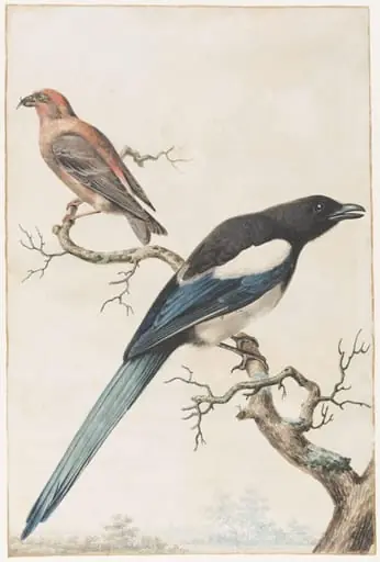 Male Crossbill and a Female Magpie