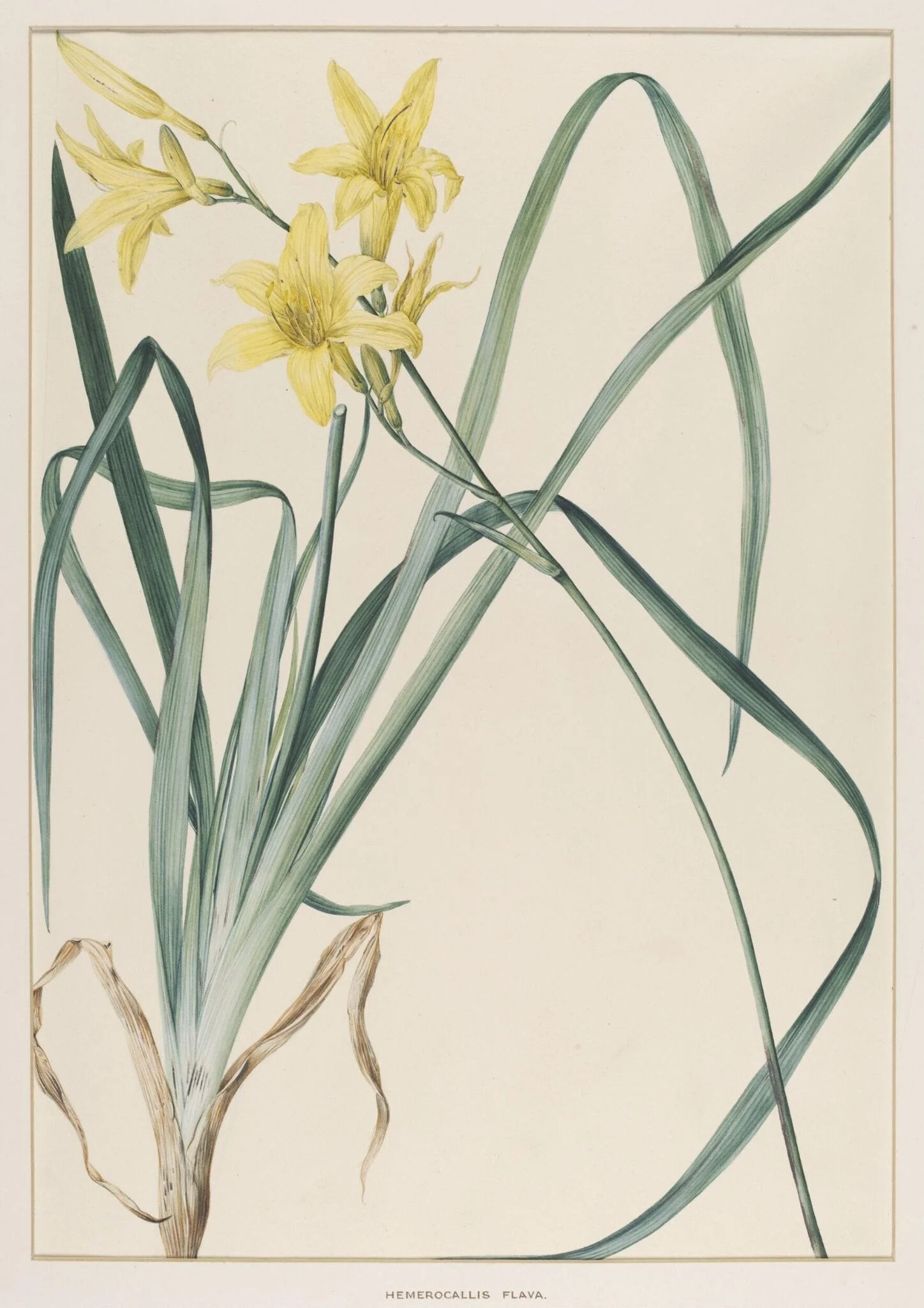 Hemerocallis Flava, by Johann Knapp, watercolor, 1850