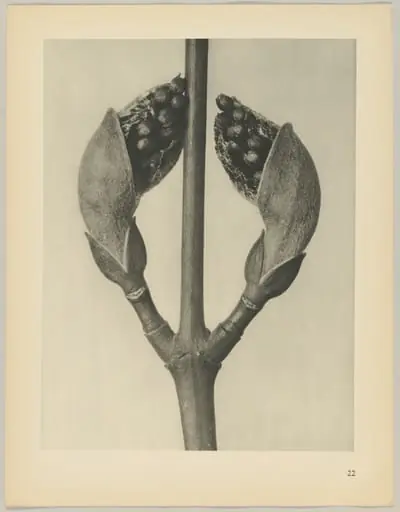 Acer rufinerve