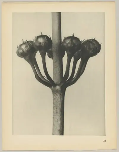 Primula japonica