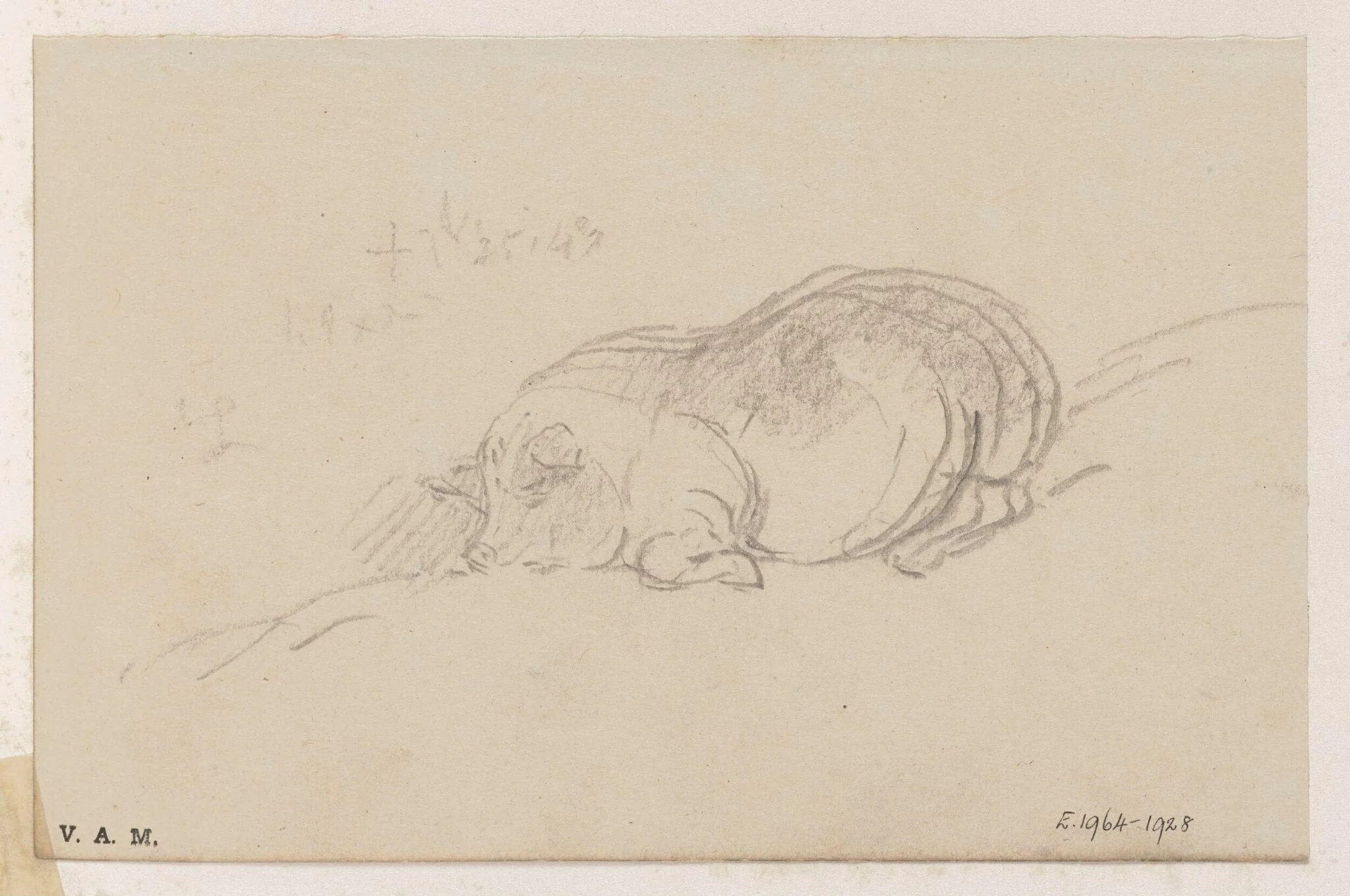 A sleeping pig, by George Chinnery, 14