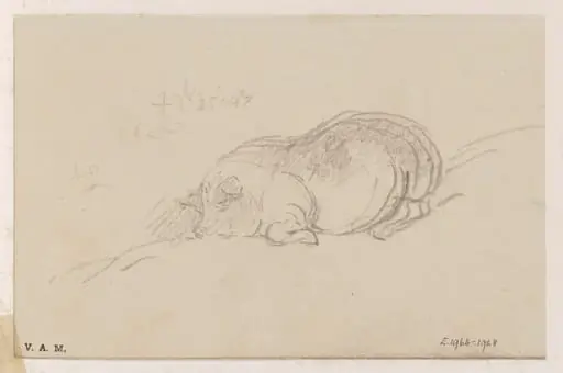 A sleeping pig
