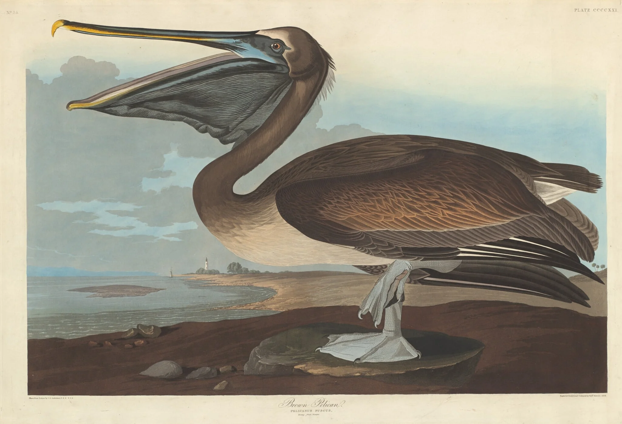 Brown Pelican, by Robert Havell Jr., ink, 1838