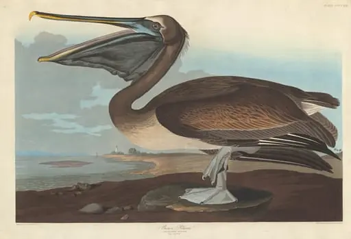 Brown Pelican