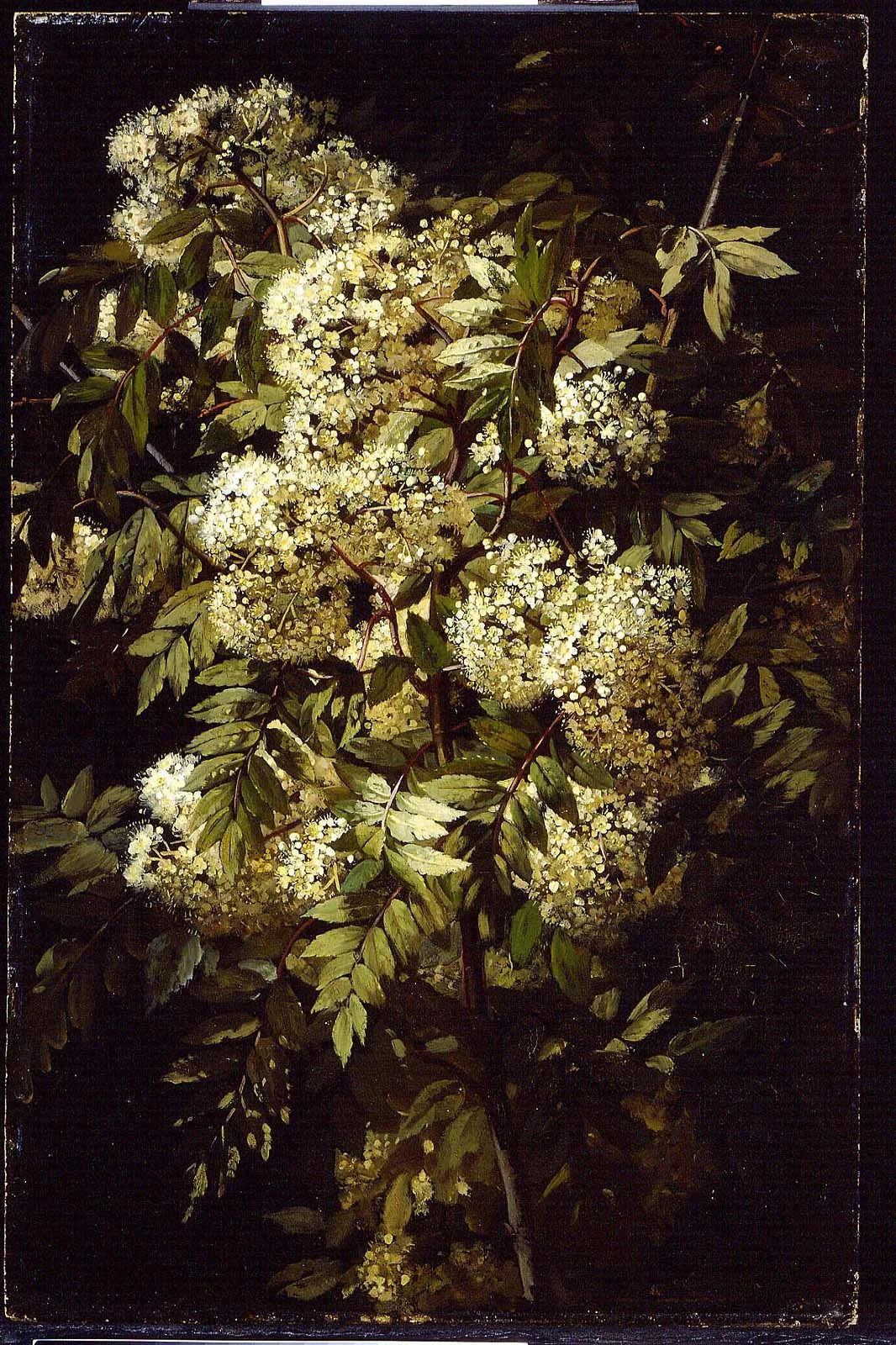 Study of a Flowering Branch, by Jean-Baptiste Robie, unspecified, 1871