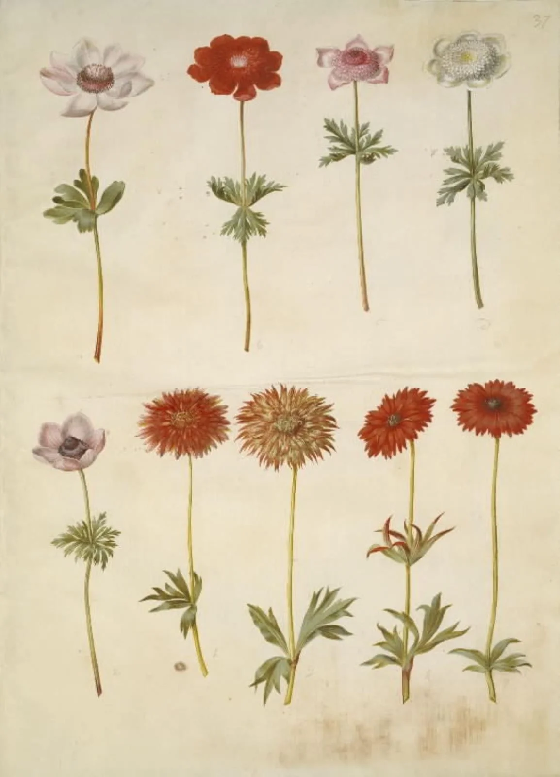 Anemone coronaria (fransk anemone); Anemone ×fulgens (skinnende anemone), by Unknown, unspecified, 1654