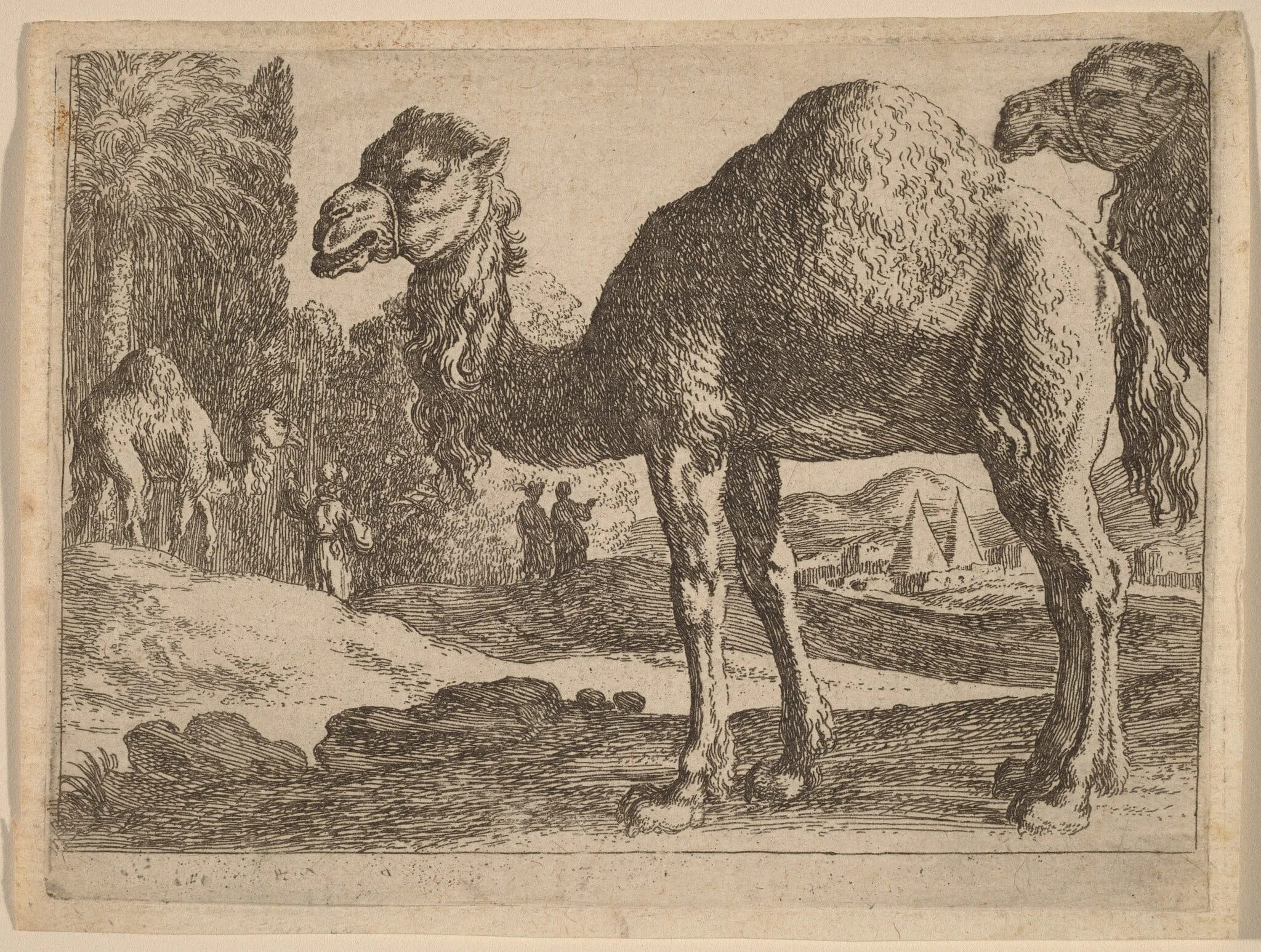 Camels, by Herman van Swanevelt, ink, 1628