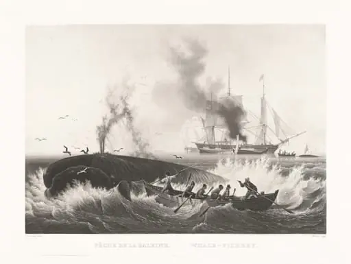 Pêche de la Baleine, Whale-Fishery