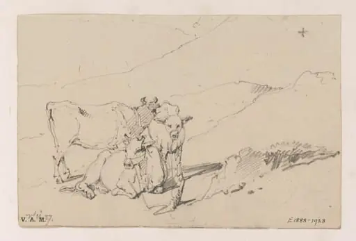Three cows