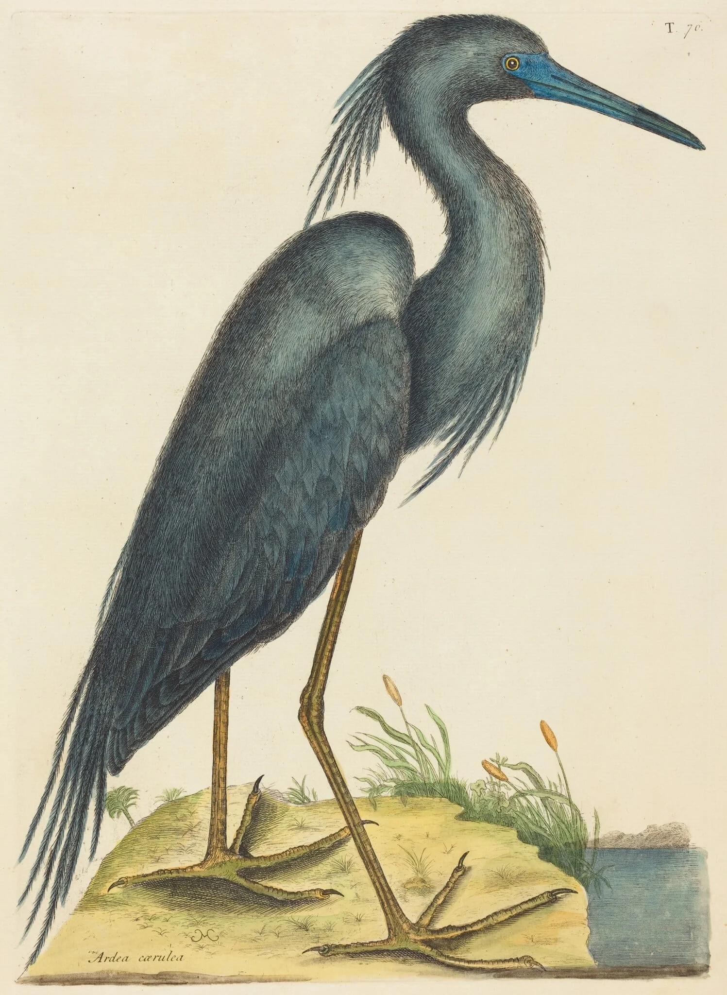The Blue Heron (Ardea coerulea), by Mark Catesby, ink, 1737